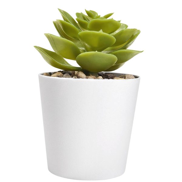 SET DE PLANTAS ALISO BLANCO - Imagen 4