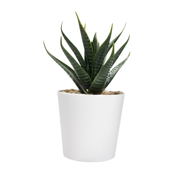 SET DE PLANTAS ALISO BLANCO - Imagen 5