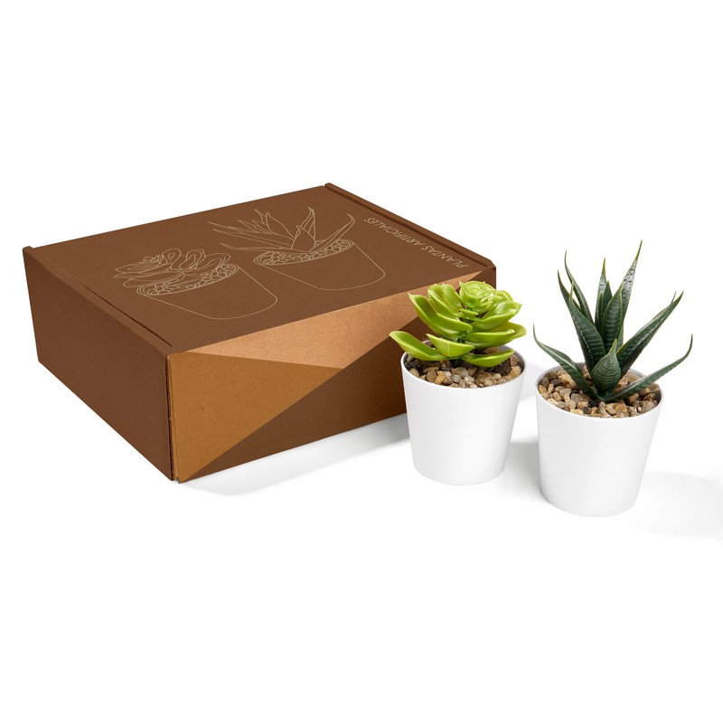 SET DE PLANTAS ALISO BLANCO - Imagen 6