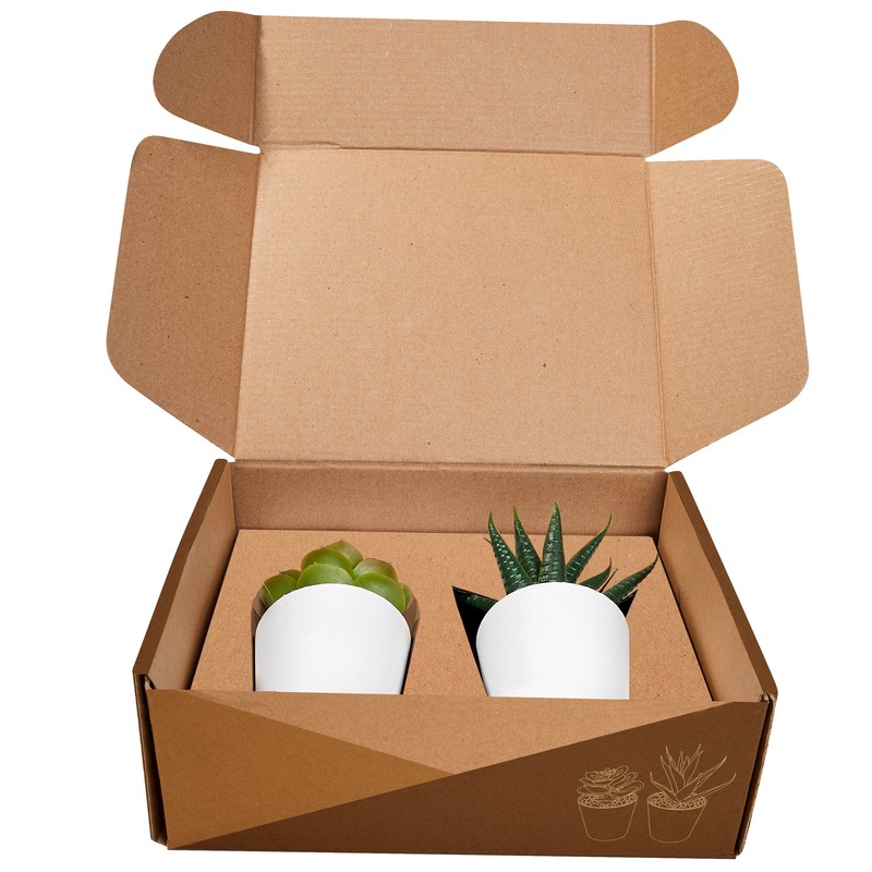 SET DE PLANTAS ALISO BLANCO - Imagen 10